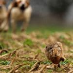 Dogs chasing a rabbit