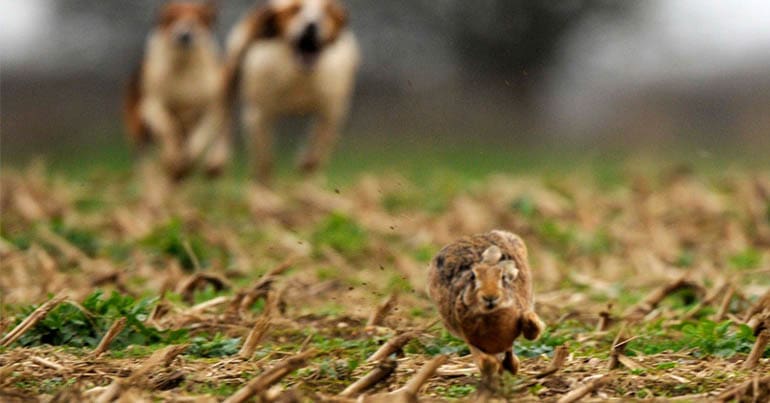 Dogs chasing a rabbit