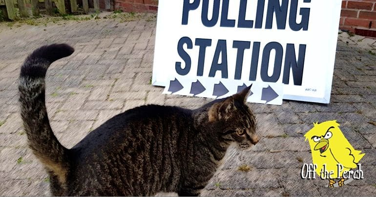 Cat at polling station OTP