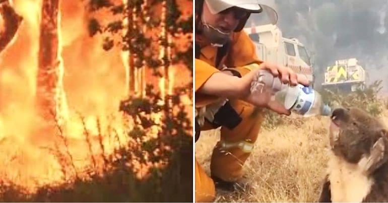 Images of a bushfire and a firefighter giving water to a koala