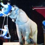 Elephant in a circus