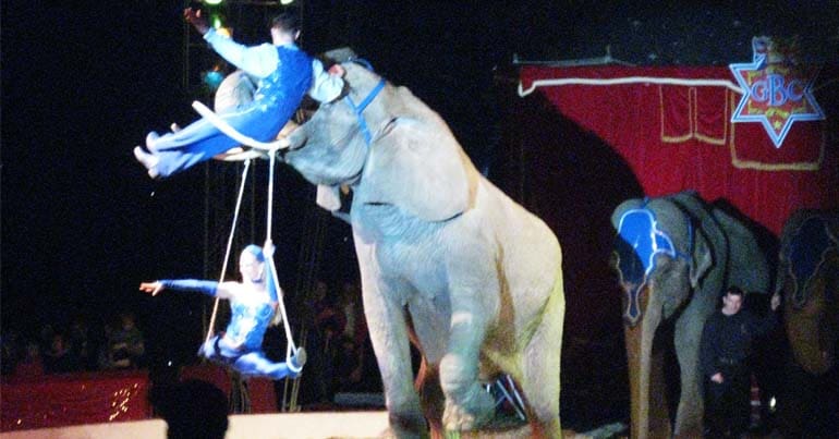 Elephant in a circus