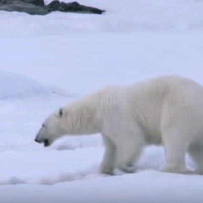 polar bears