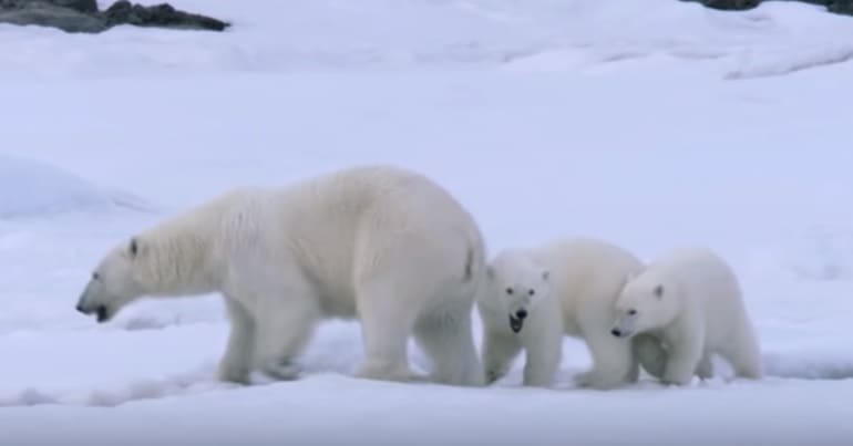 polar bears