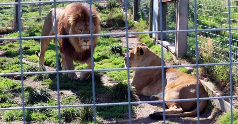Two lions inside cage at Borth Wild Animal Kingdom