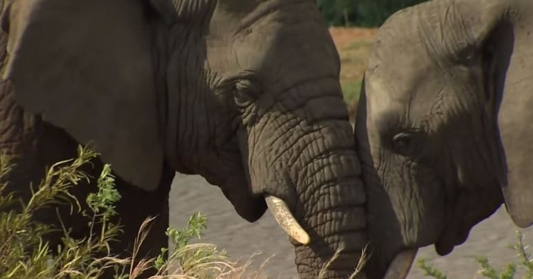 two elephants touching heads with each other