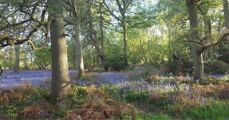 Broadwells woods