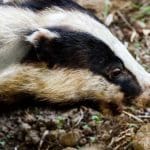 Badger