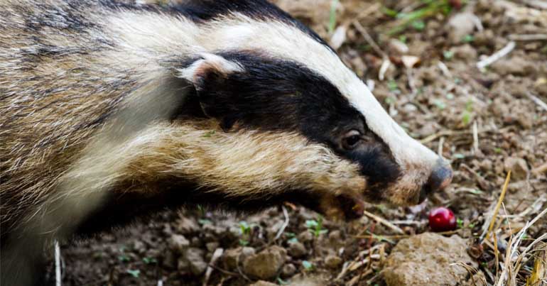 Badger