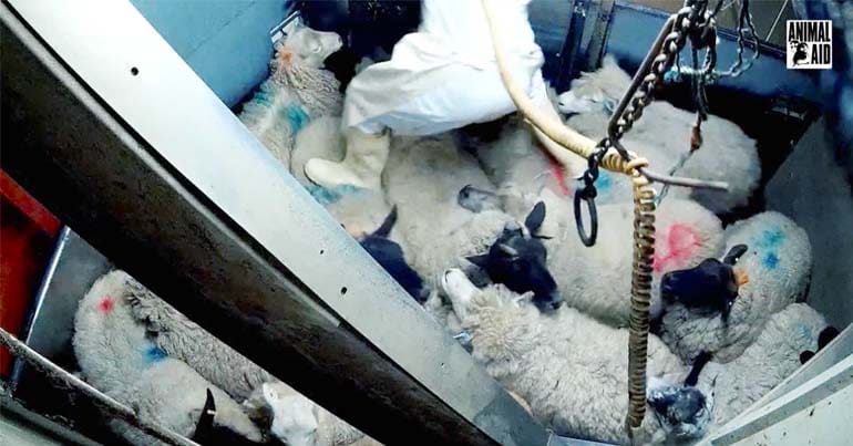 Abattoir worker walking on the backs of sheep