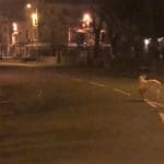 A goat roaming the empty streets at night during lockdown