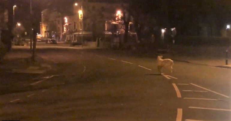 A goat roaming the empty streets at night during lockdown