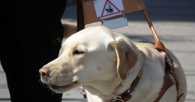 An assistance dog for blind people