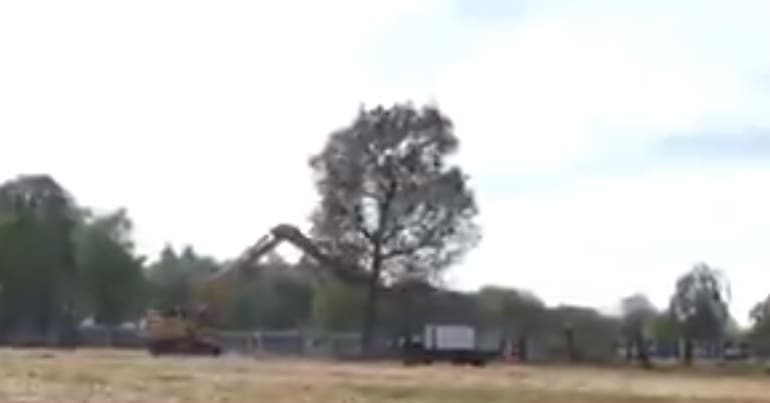 A tree being cut down in Crackley Wood