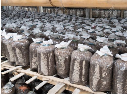 Mushroom shed bags