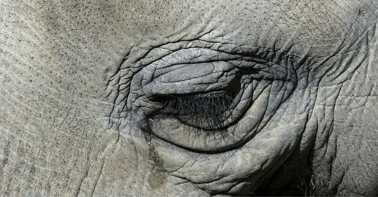 An elephant crying
