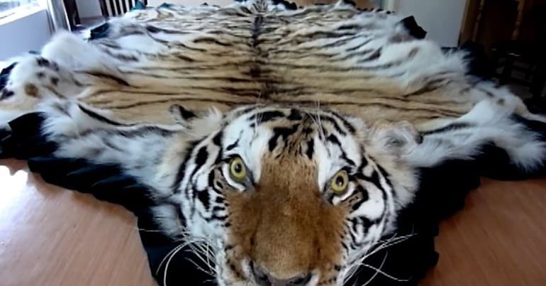 a tiger skin and head laid out on a table