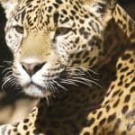 A jaguar looking into the distance