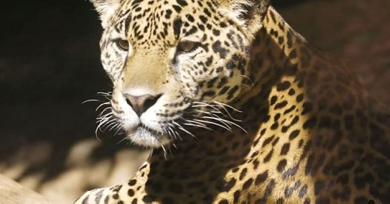 A jaguar looking into the distance