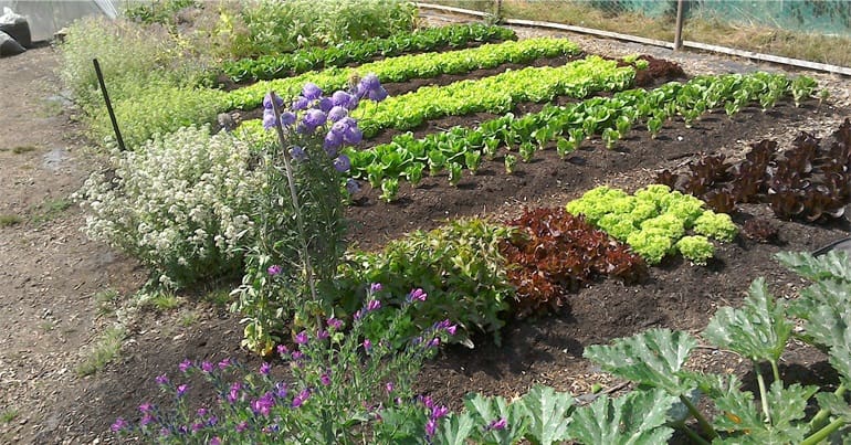 Vegetable garden