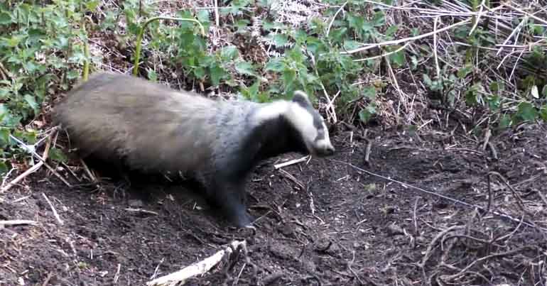 Badger with snare around its neck