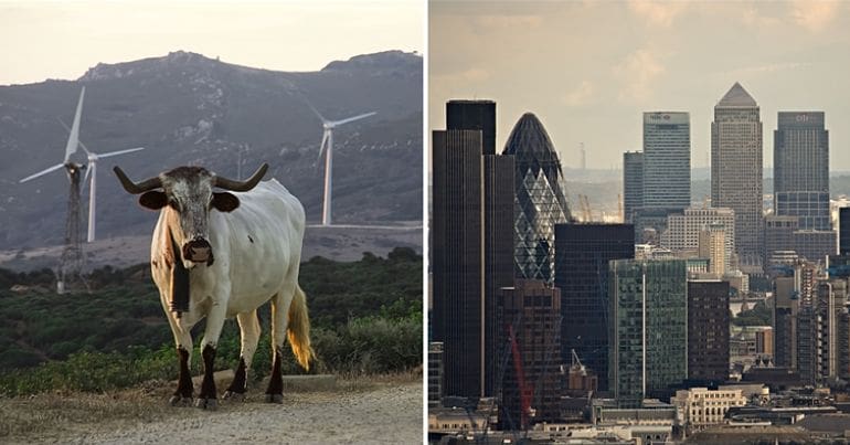 Cow and wind turbines and city of London