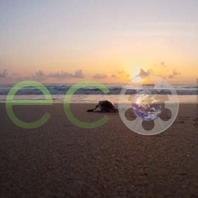 View of an ocean landscape with a turtle walking towards the sea and the Ecostreamz logo running across the centre of the picture
