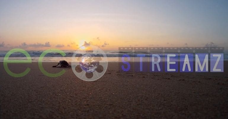 View of an ocean landscape with a turtle walking towards the sea and the Ecostreamz logo running across the centre of the picture