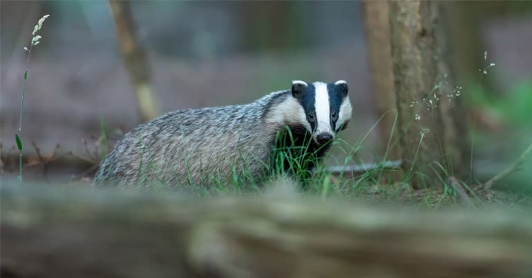 Badger looking at camera