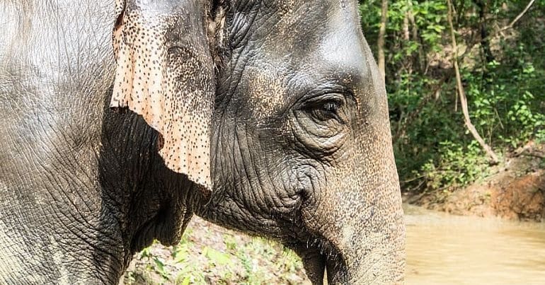 An Asian elephant