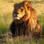Cecil the lion lying in Hwange National Park