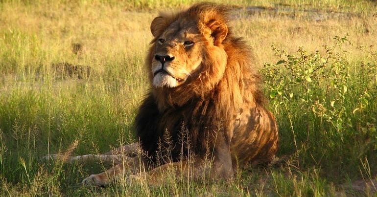 Cecil the lion lying in Hwange National Park