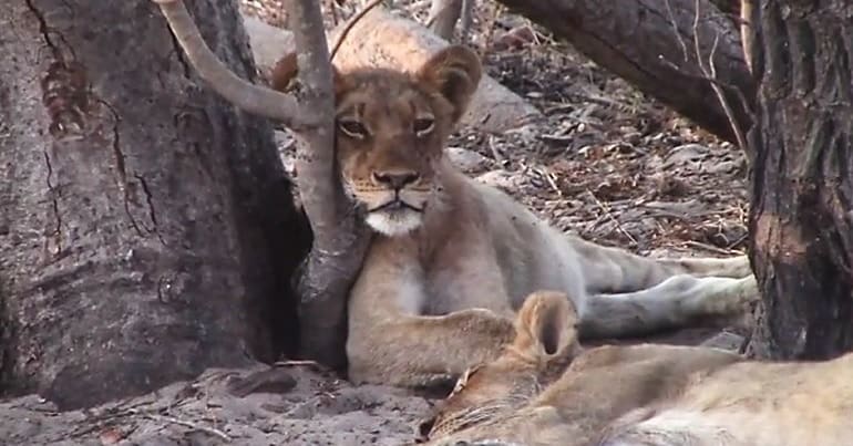A lion cub resting up against a tree