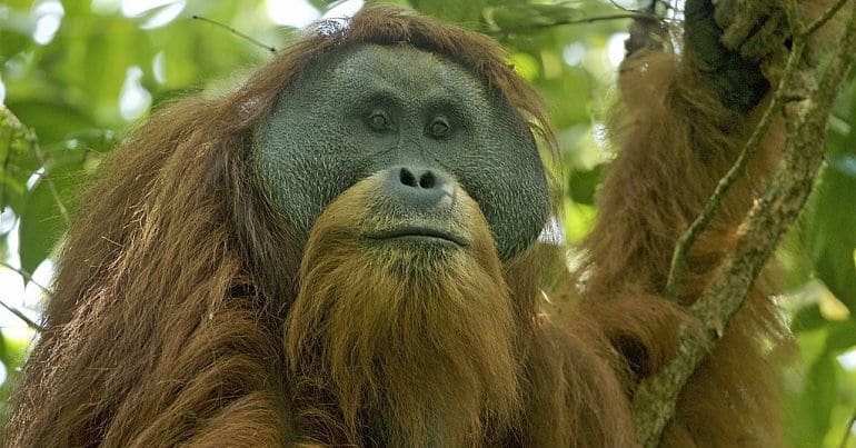Tapanuli orangutan