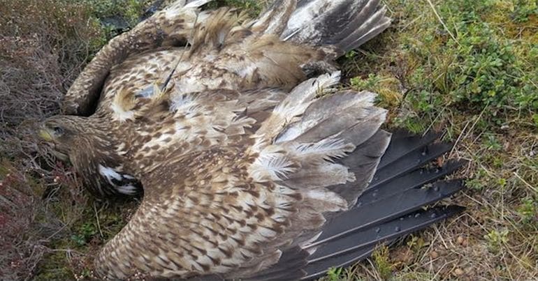 Poisoned white-tailed eagle