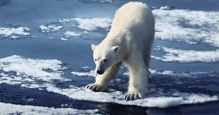 A polar bear stands on thin ice in the ocean