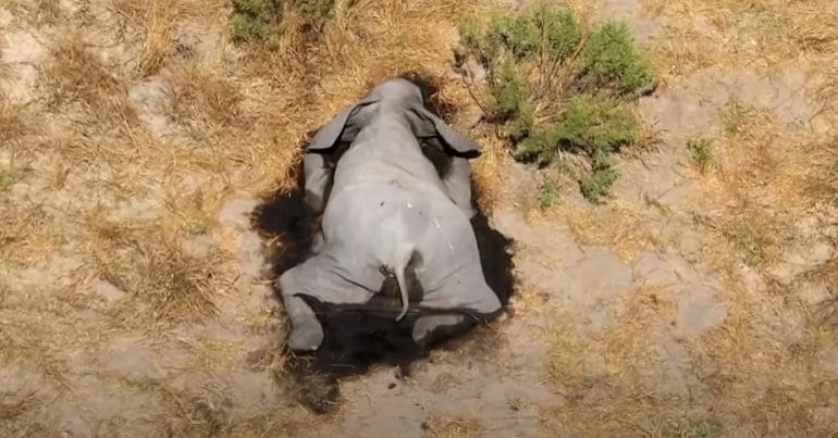 An elephant lying dead, face down in the dirt, in Botswana