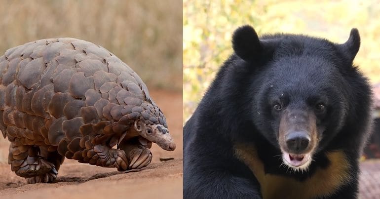 A pangolin and a bear