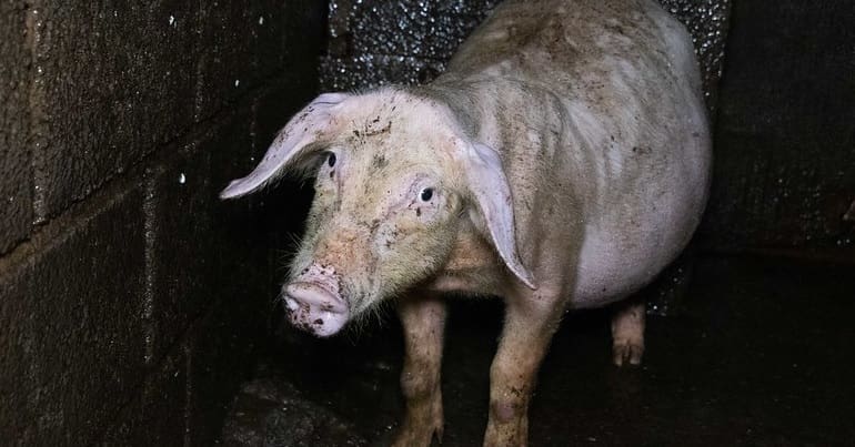 An ill pig standing in a dirty, barren corridor