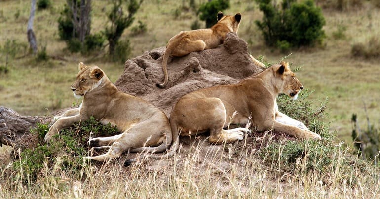 Two lions and one lion cub sit atop rocks overlooking grassland in Kenya