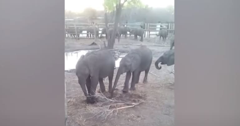 Young captured elephants held in pen in Zimbabwe prior to being exported to China