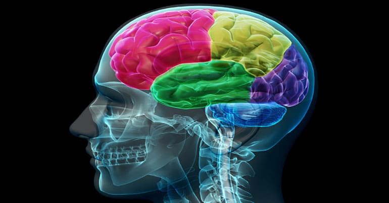 A scan of the brain with different sections displayed in different colours