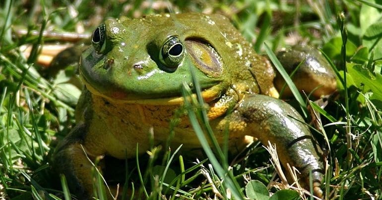 American bullfrog