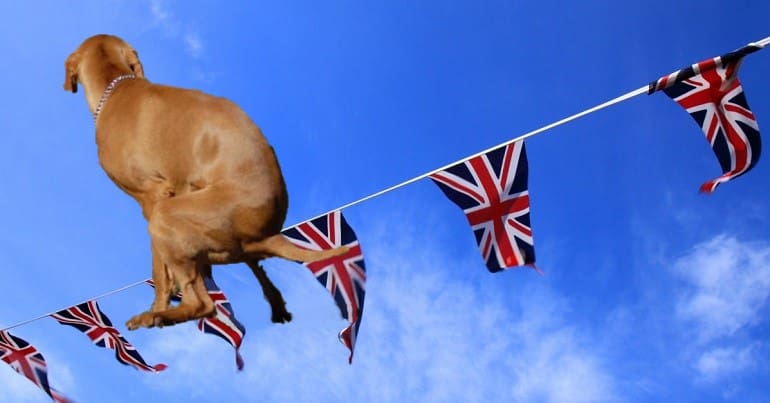 Union Jack Bunting with a dog metaphorically pooing on Brexit