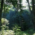 Gunung Palung Jungle, Kalimantan, Indonesia