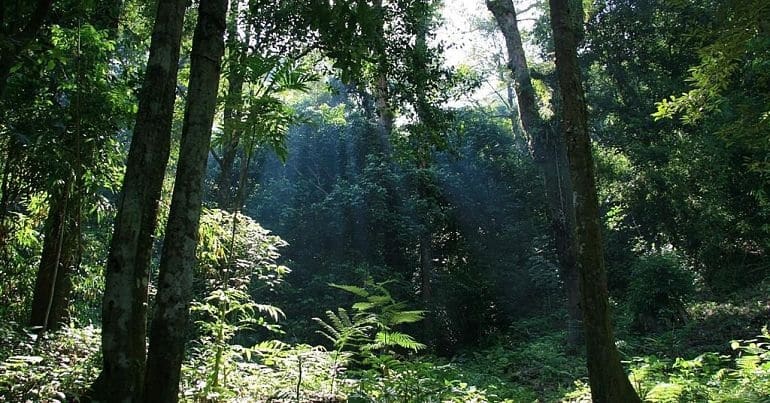 Gunung Palung Jungle, Kalimantan, Indonesia