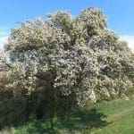 Cubbington pear tree