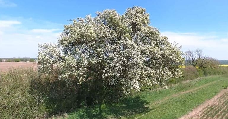 Cubbington pear tree