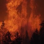 A wildfire rages in a forest at night