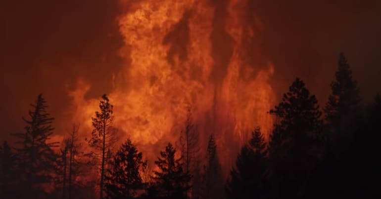 A wildfire rages in a forest at night